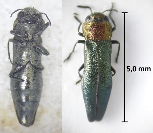 Réf. 207 216 : Agrilus pratensis